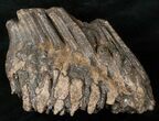 Southern Mammoth Molar - Ural Mountains #16623-3